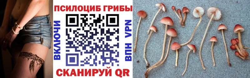 Псилоцибиновые грибы Cubensis  Горнозаводск 